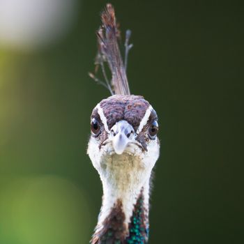 Colorful Female Peacock seducing during mating.