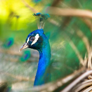 Colorful 'Blue Ribbon' Peacock in full feather (color saturated, shallow focus)