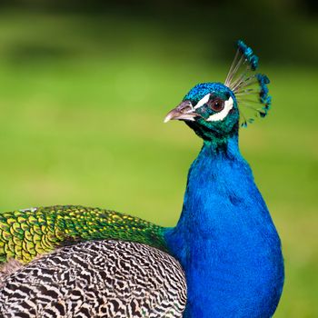 Colorful 'Blue Ribbon' Peacock with the park greenery background.