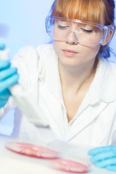 Focused young life science professional pipetting cell colonies containing media into the petri dish. Lens focus on the researcher's eye.