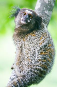 Common marmoset or White-eared marmoset (Callithrix jacchus); New World monkey