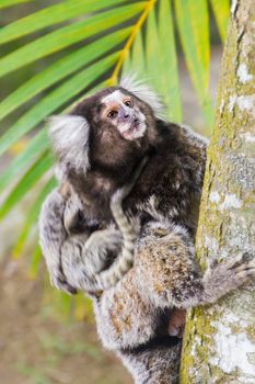 Common marmoset or White-eared marmoset (Callithrix jacchus); New World monkey