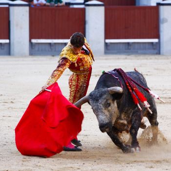 MADRID - JUNE 25: Novilladas in Las Ventas. Novillero: Francisco Montiel. Bulfighting has been prohibited in Catalunia since 2011 for animal torturing. June 25, 2011 in Madrid (Spain)