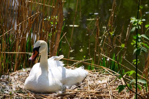 One swan sitting at e nest