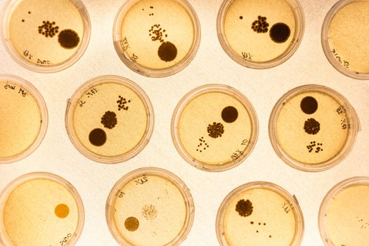 Growing Bacteria in Petri Dishes on agar gel as a part of scientific experiment.