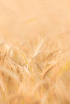 Close up of a wheat ear.