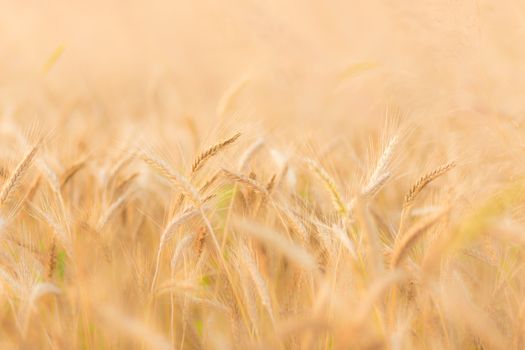 Close up of a wheat ear.