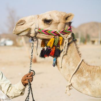 Portrait of a domestic camel.