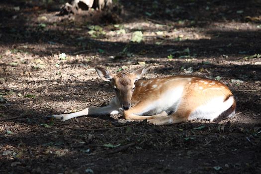 Little deer lying in the forest