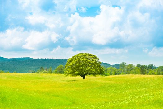 Green planet - Earth; green summer landscape scenic view.