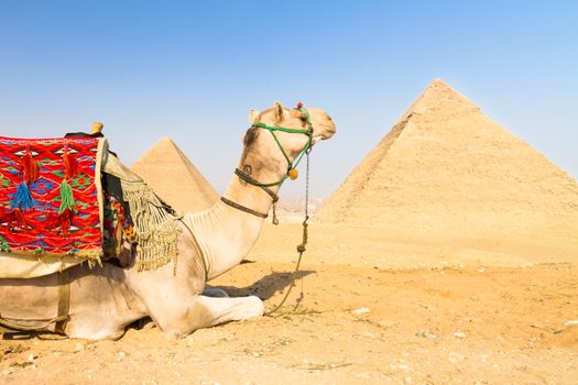 A patient camel with a colorful saddle waits for its owner in front of the pyramids of Giza in Cairo, Egypt. Vertical