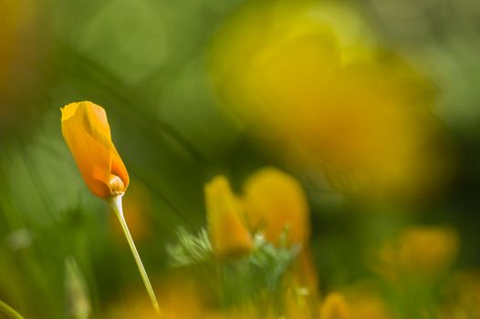 Yellow poppy flowers in full bloom in a green grass under the sun