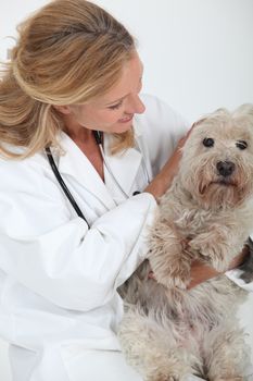 veterinarian