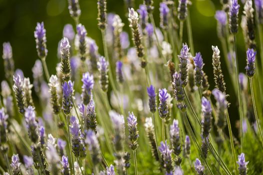 Lavander flowers in sun backlight