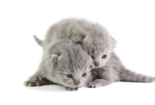 Little british kittens isolated on the white