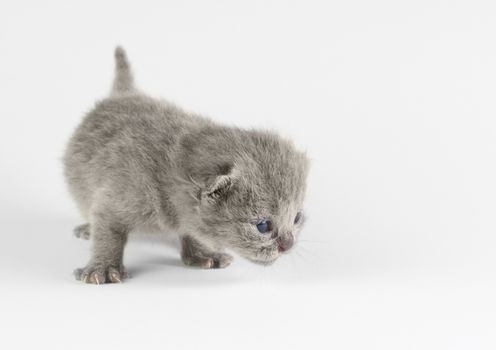 Little british kitten isolated on the white