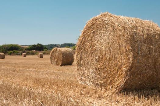 Harvested field with golden straw bales in summer