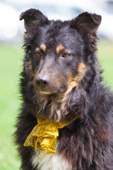 Closeup of domestic dog posing sitting down outdoor.