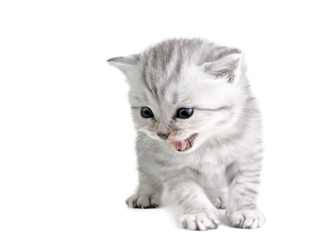 Little british kitten isolated on the white