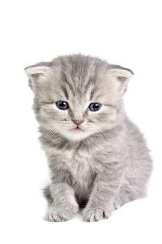 Little british kitten isolated on the white
