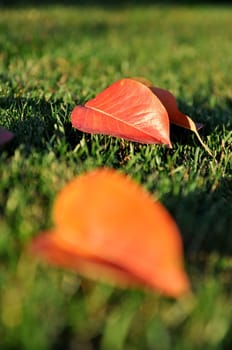 Autumn leaves