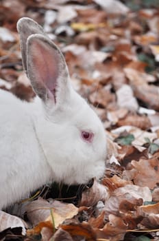 White rabbit on the leaves