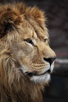 Big beautiful lion portrait