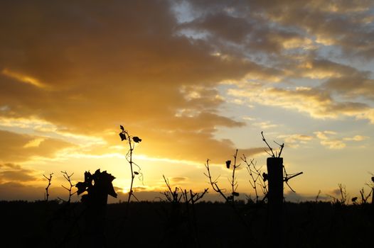 Sonnenuntergang mit den Silhouetten von Rebstöcken