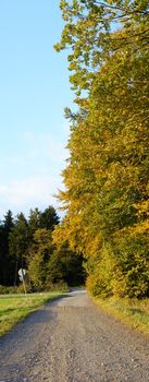 Panorama eines Waldrandes senkrecht
