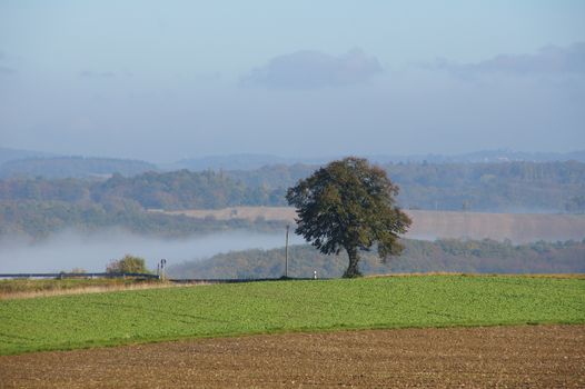 Landschaft mit Baum und Morgennebel
