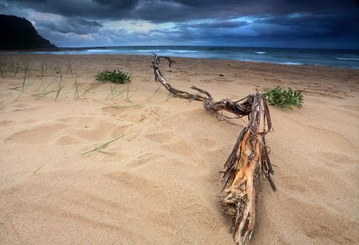 Life is not always sunshine and roses.  Heavy storm clouds building up over the sea.  Driftwood washed ashore in foreground.