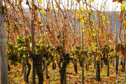 Trauben bleiben hängen für Eiswein
