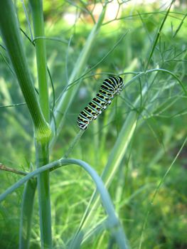 caterpillar of the butterfly machaon on the fennel
