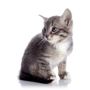 Gray striped kitten. Striped kitten with blue eyes. Kitten on a white background. Small predator.