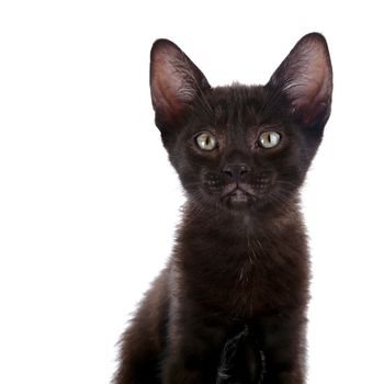 Portrait of a black kitten. Black small kitten. Kitten on a white background. Small predator.