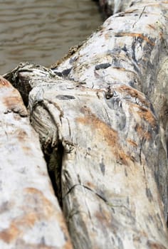 Close up of old driftwood lying on the beach.