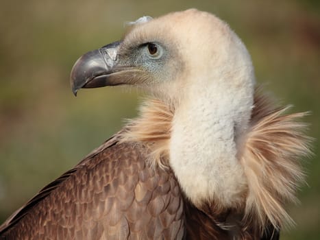 portrait of a fantastic griffon vulture 