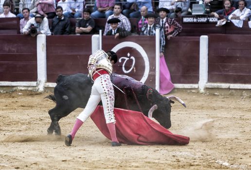 Ubeda, Jaen province, SPAIN - 29 september 2010: Spanish bullfighter Juan Jose Padilla with the cape bullfighting a bull of nearly 600 kg of black ash during a bullfight held in Ubeda, Jaen province, Spain, 29 september 2010