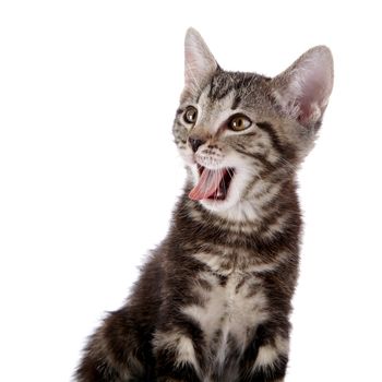 Striped not purebred kitten. Kitten on a white background. Small predator. Small cat.