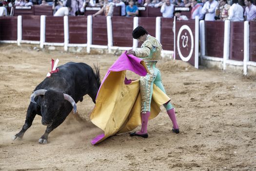 Ubeda, Jaen province, SPAIN - 29 september 2010: Spanish bullfighter Manuel Jesus with the capote or cape bullfighting a bull of nearly 650 kg of black ash during a bullfight held in Ubeda, Jaen province, Spain, 29 september 2010