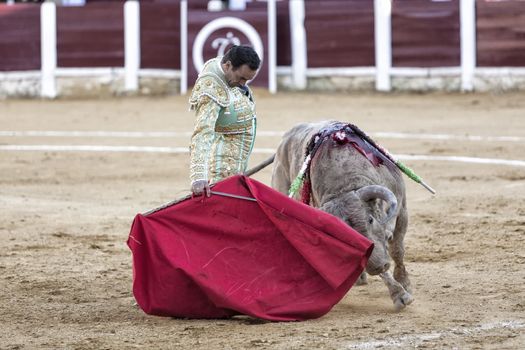 Ubeda, Jaen province, SPAIN - 29 september 2010: Spanish bullfighter Manuel Jesus with the cape bullfighting a bull of nearly 600 kg of grey ash during a bullfight held in Ubeda, Jaen province, Spain, 29 september 2010