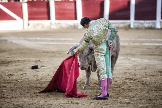 Ubeda, Jaen province, SPAIN - 29 september 2010: Spanish bullfighter Manuel Jesus with the cape bullfighting a bull of nearly 600 kg of grey ash during a bullfight held in Ubeda, Jaen province, Spain, 29 september 2010