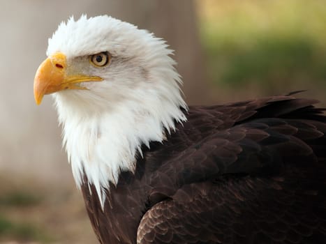 portrait of a fantastic and impressive bald eagle