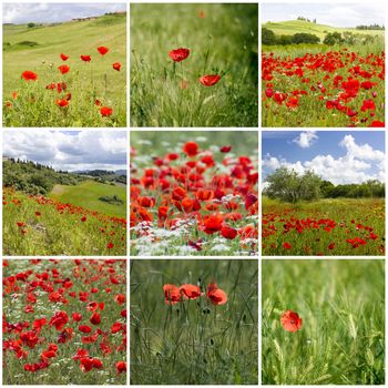 red poppies in Tuscany - collage