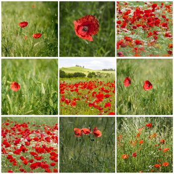 red poppies in Tuscany - collage