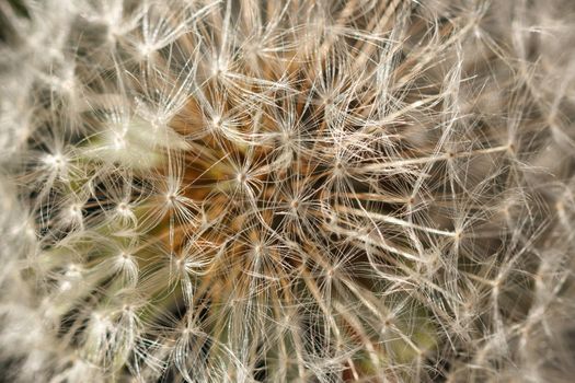 Macro dandelion autumn day in the park outdoors in sunny weather