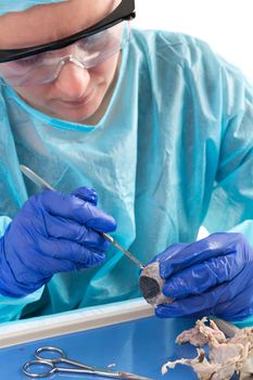 Medical technologist or female pathologist sitting at a desk in the laboratory slicing open a tissue sample with a surgical blade