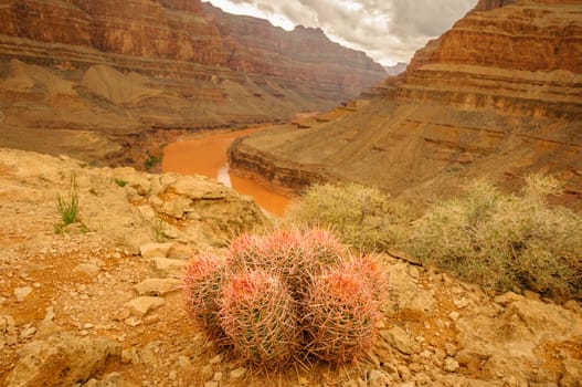 Grand Canyon cactus and beautiful landscape behind 2013
