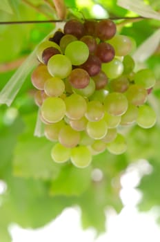 grapes with green leaves on the vine. fresh fruits