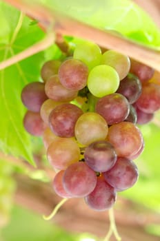ripe grapes with green leaves on the vine.  fresh fruits